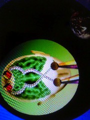 cd ptnmlk