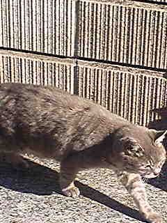 neko120113